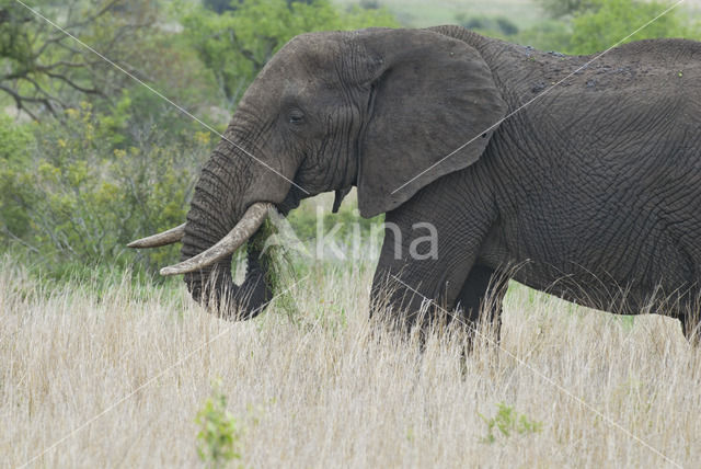 African elephant (Loxodonta africana)