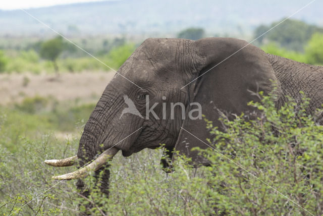 Afrikaanse olifant (Loxodonta africana)