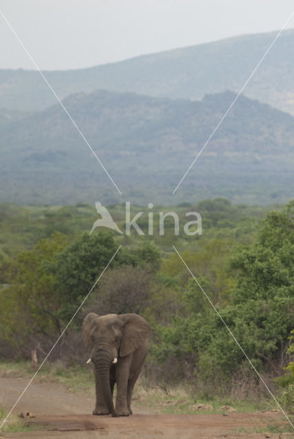 African elephant (Loxodonta africana)