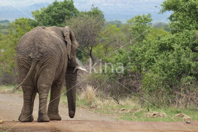 Afrikaanse olifant (Loxodonta africana)