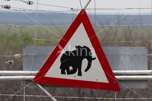 African elephant (Loxodonta africana)