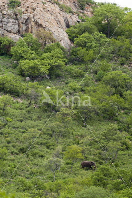 Afrikaanse olifant (Loxodonta africana)