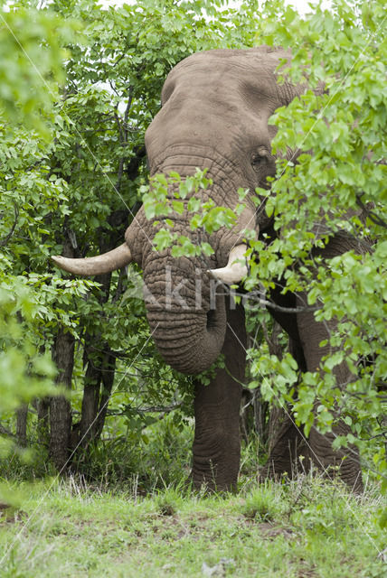 Afrikaanse olifant (Loxodonta africana)