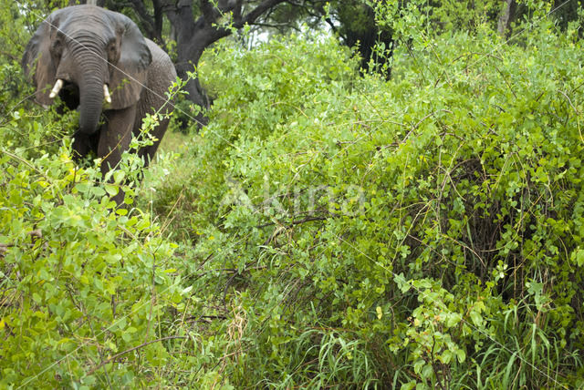 African elephant (Loxodonta africana)