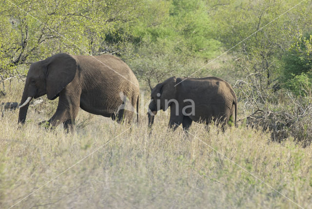 African elephant (Loxodonta africana)