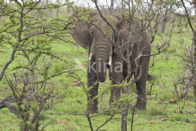 African elephant (Loxodonta africana)