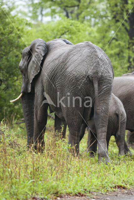 Afrikaanse olifant (Loxodonta africana)