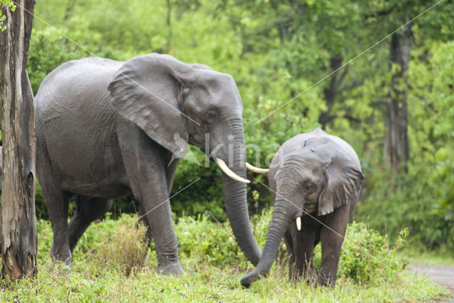 Afrikaanse olifant (Loxodonta africana)