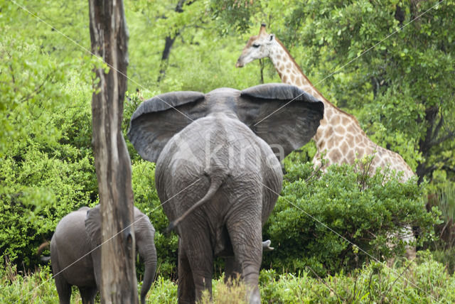 African elephant (Loxodonta africana)