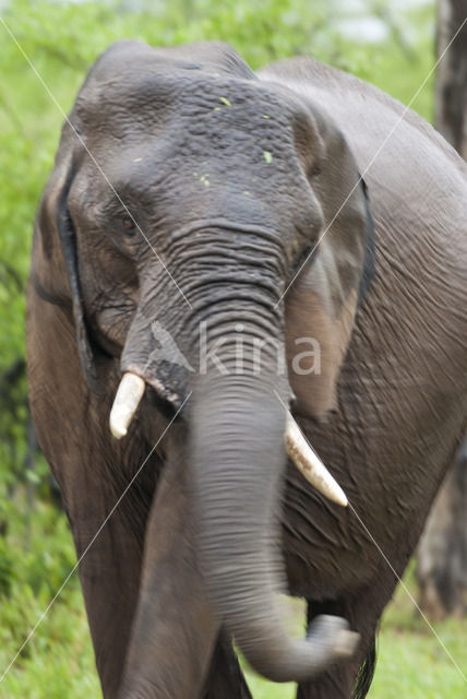 Afrikaanse olifant (Loxodonta africana)