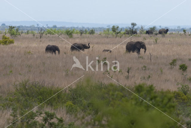 African elephant (Loxodonta africana)