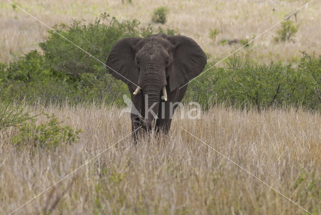 Afrikaanse olifant (Loxodonta africana)