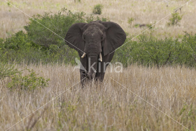 African elephant (Loxodonta africana)