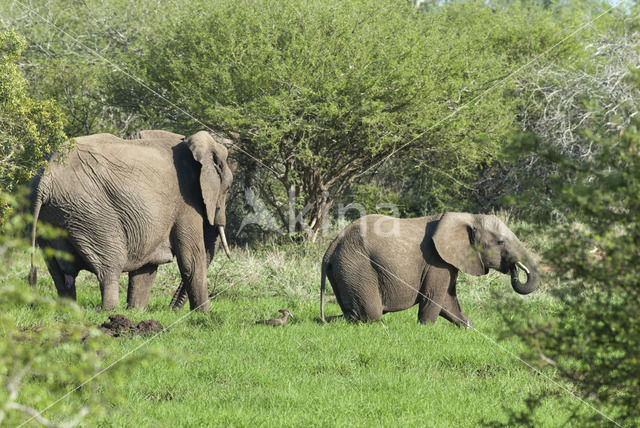 Afrikaanse olifant (Loxodonta africana)