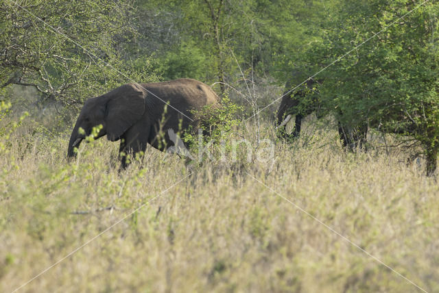 Afrikaanse olifant (Loxodonta africana)