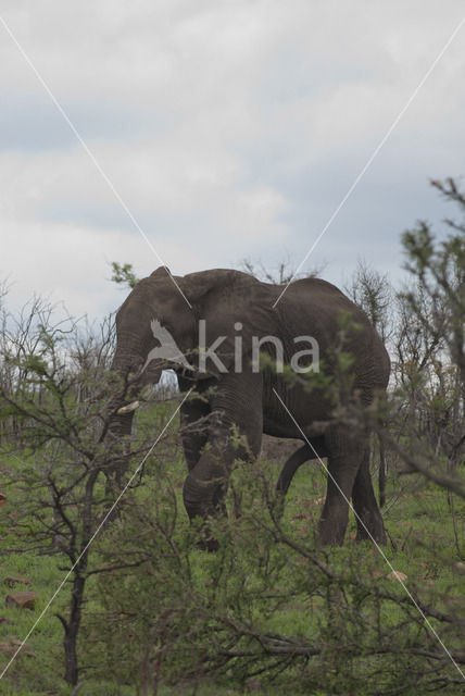 African elephant (Loxodonta africana)