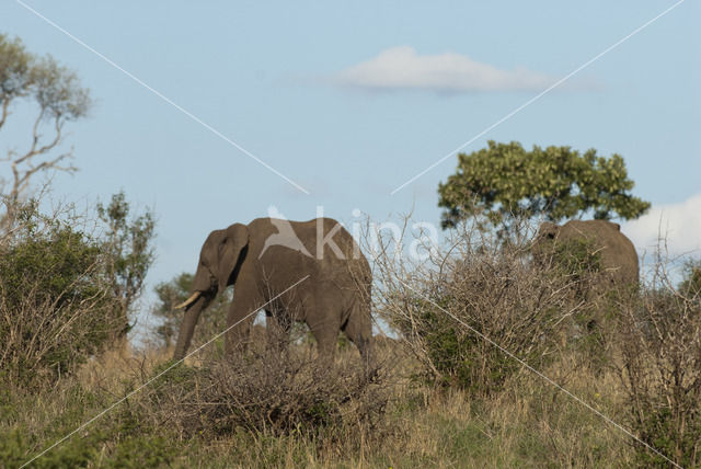 Afrikaanse olifant (Loxodonta africana)