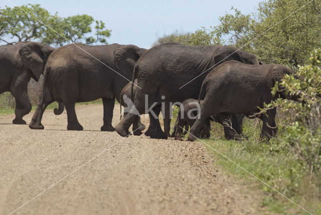 Afrikaanse olifant (Loxodonta africana)