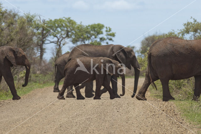 African elephant (Loxodonta africana)