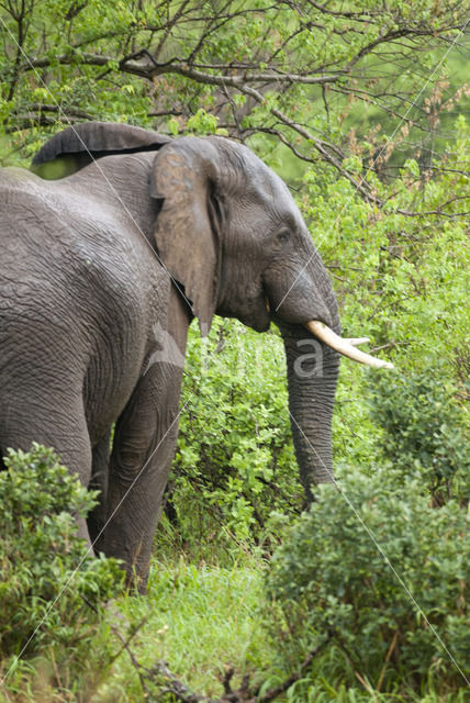 African elephant (Loxodonta africana)