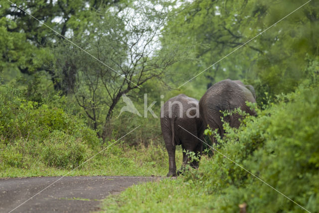 Afrikaanse olifant (Loxodonta africana)