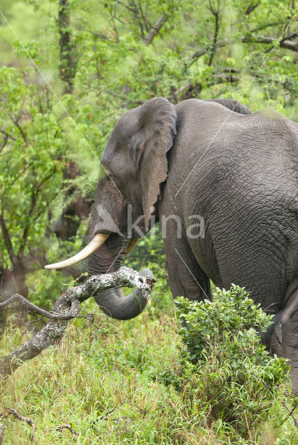 African elephant (Loxodonta africana)