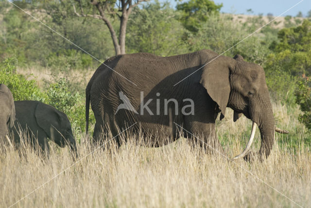 African elephant (Loxodonta africana)