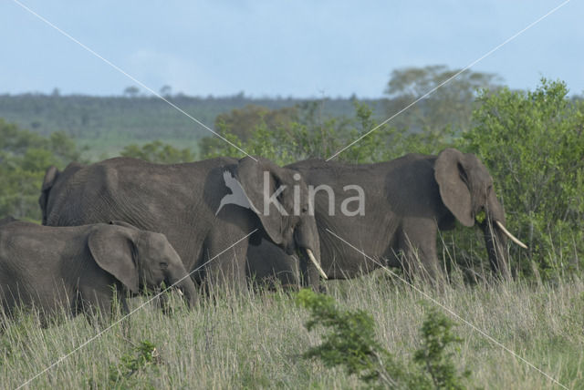 Afrikaanse olifant (Loxodonta africana)