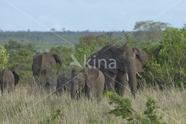 Afrikaanse olifant (Loxodonta africana)