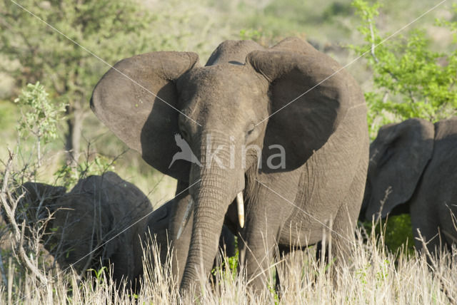 African elephant (Loxodonta africana)