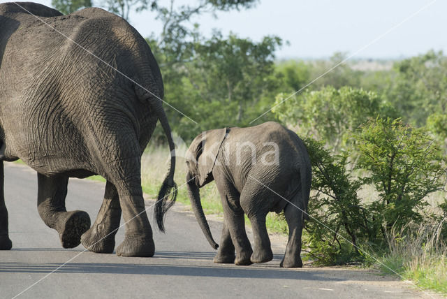 Afrikaanse olifant (Loxodonta africana)