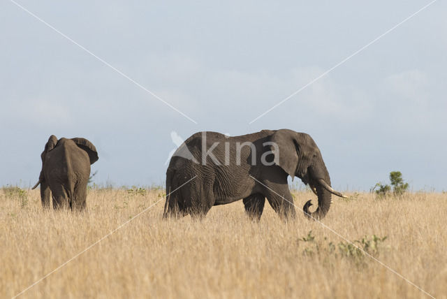 Afrikaanse olifant (Loxodonta africana)