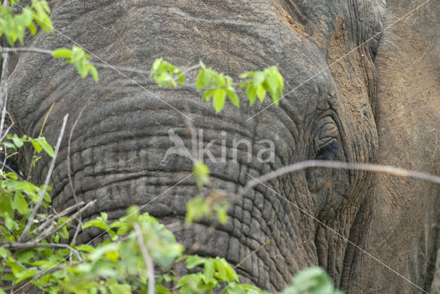 Afrikaanse olifant (Loxodonta africana)