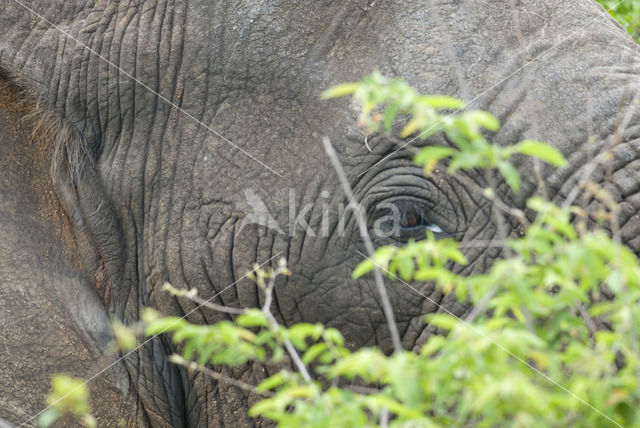 Afrikaanse olifant (Loxodonta africana)