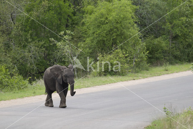 African elephant (Loxodonta africana)