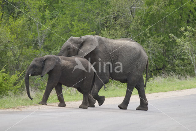 Afrikaanse olifant (Loxodonta africana)