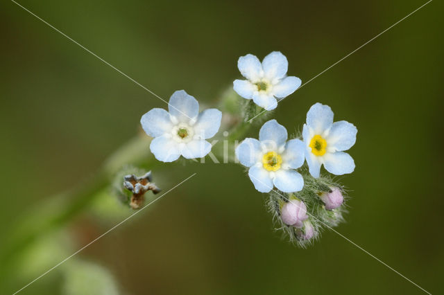Field Forget-me-not (Myosotis arvensis)
