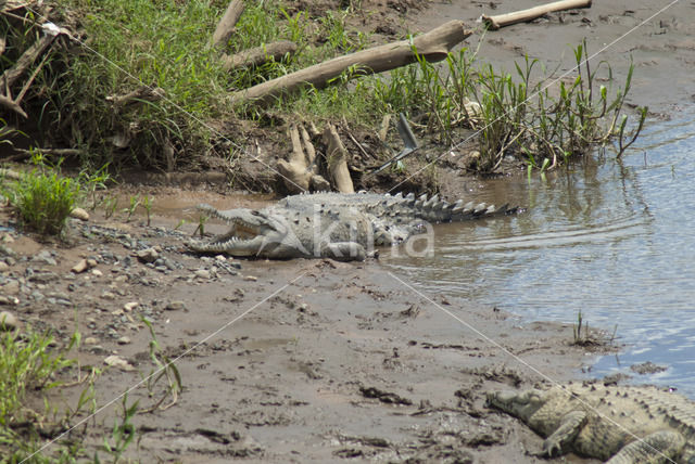 American Crocodile (Crocodylus acutus acutus)