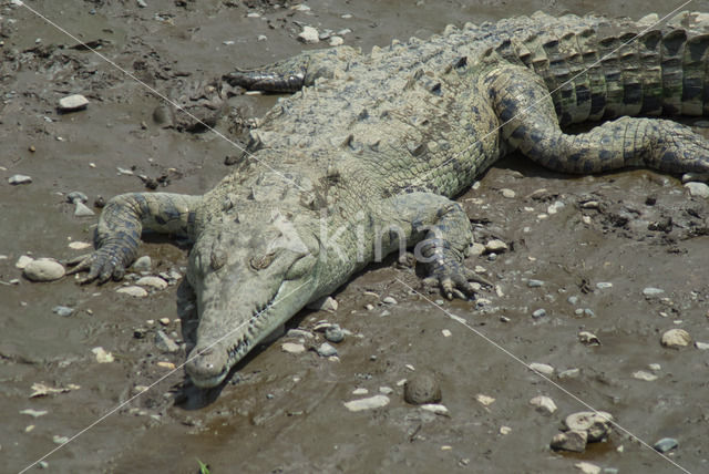 Amerikaanse krokodil