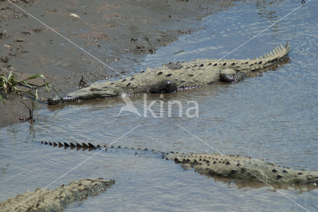 American Crocodile (Crocodylus acutus acutus)