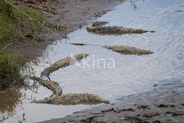 American Crocodile (Crocodylus acutus acutus)