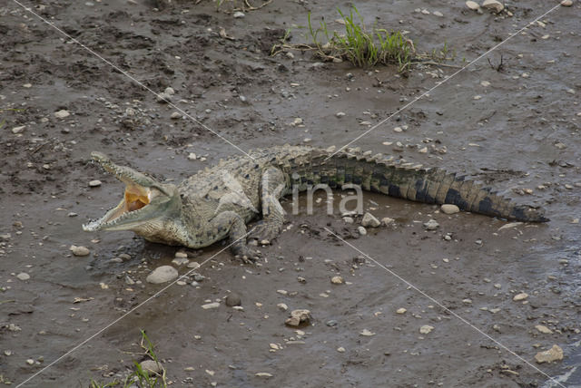 American Crocodile (Crocodylus acutus acutus)