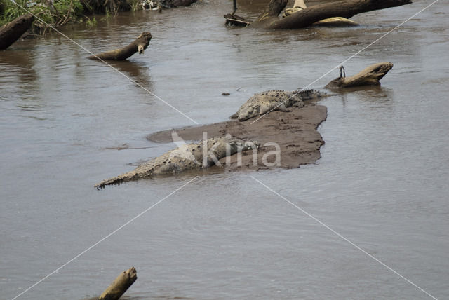 American Crocodile (Crocodylus acutus acutus)