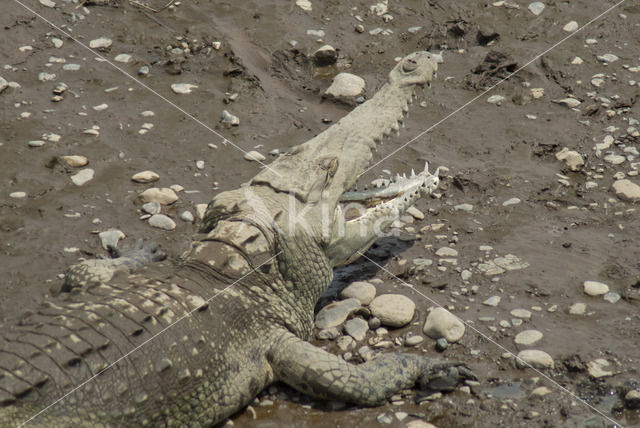American Crocodile (Crocodylus acutus acutus)