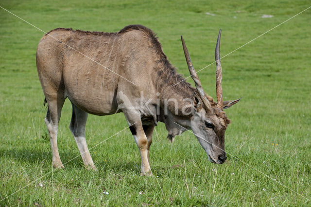 Common Eland (Tragelaphus oryx)