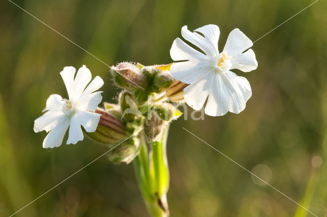 Bladder Campion (Silene latifolia)