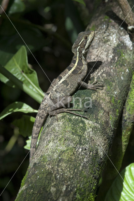 brown basilisk (Basiliscus vittatus)