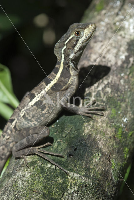 brown basilisk (Basiliscus vittatus)