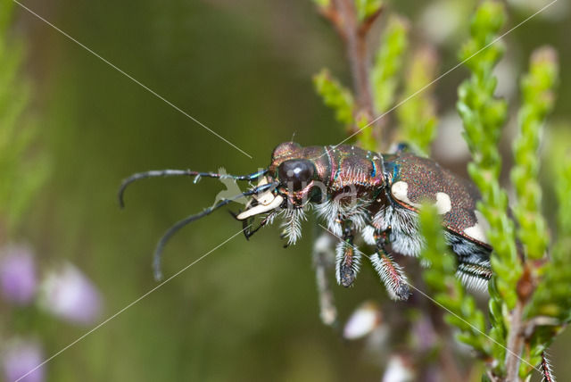 Tiger Beetle (Cicindela hybrida)