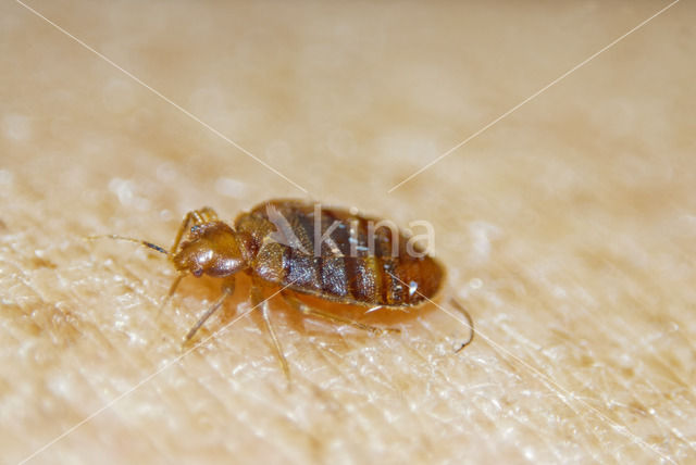 bed bug (Cimex lectularius)